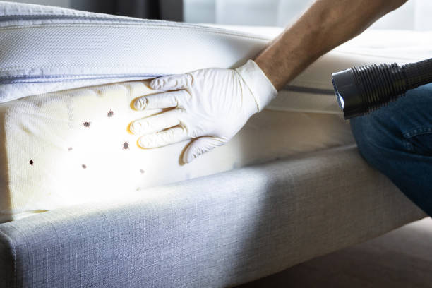 Reliable Clemson, SC Pest Control Solutions